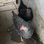 Hühner schwarz